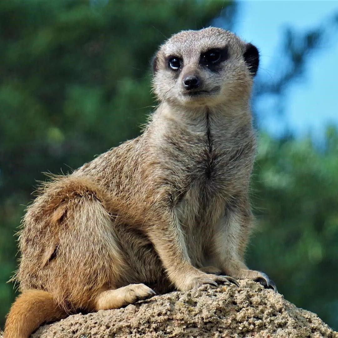 King of the mountain